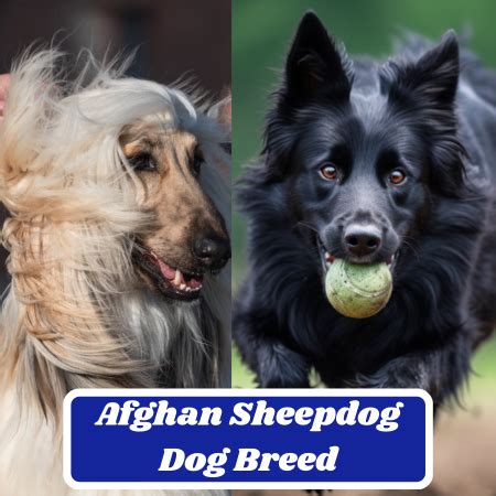 The Afghan Sheepdog: A Comprehensive Guide to the Breed